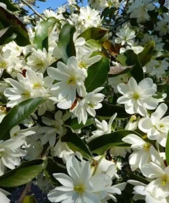 Sweetbay Magnolia Tree - Live Potted Plant - Magnolia virginiana - 8-12in Tall - Outdoor - Image 5
