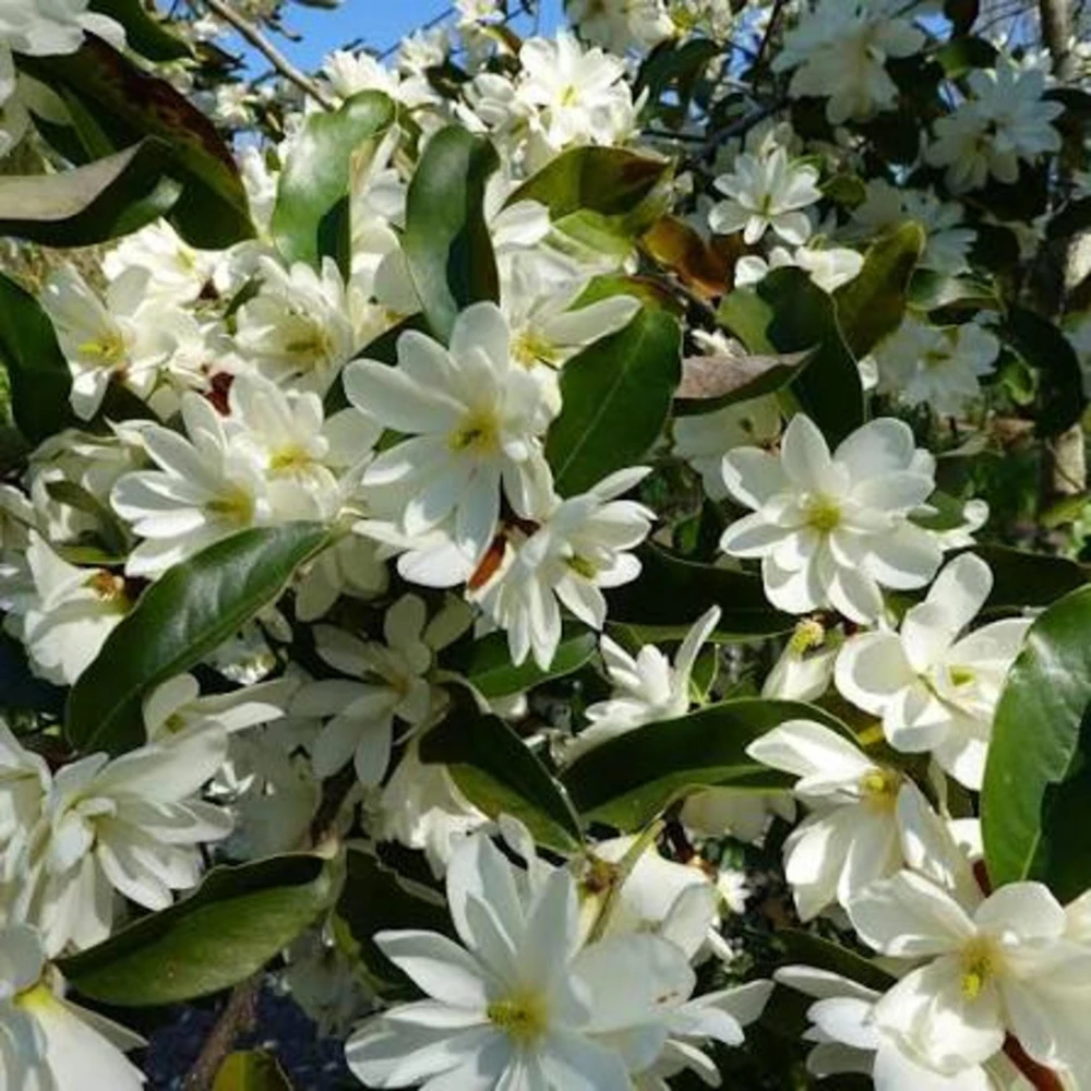 Sweetbay Magnolia Tree - Live Potted Plant - Magnolia virginiana - 8-12in Tall - Outdoor - Image 5