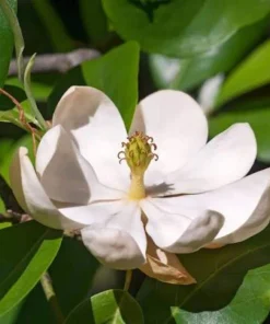 Sweetbay Magnolia Tree - Live Potted Plant - Magnolia virginiana - 8-12in Tall - Outdoor - Image 6