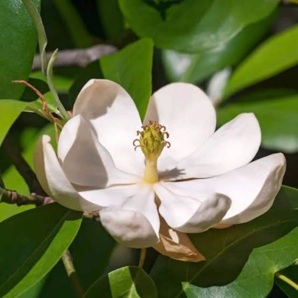 Sweetbay Magnolia Tree - Live Potted Plant - Magnolia virginiana - 8-12in Tall - Outdoor - Image 6