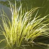 Sweetflag Acorus Calamus Seeds - 10 Seeds - Aquatic Pond Plant - Image 1