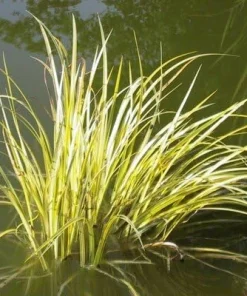 Sweetflag Acorus Calamus Seeds - 10 Seeds - Aquatic Pond Plant - Image 1