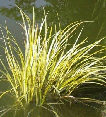 Sweetflag Acorus Calamus Seeds - 10 Seeds - Aquatic Pond Plant - Image 1