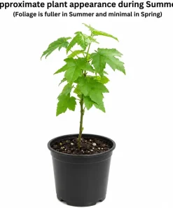 Sweetgum Tree Live Plant - 10-16
