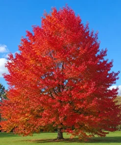 Sweetgum Tree Live Plant - 10-16