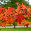 Sweetgum Tree Live Plant - 10-16" Tall Seedling - Quart Pot - Outdoor - Image 1