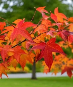 Sweetgum Tree Live Plant - 10-16