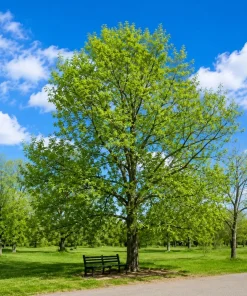 Sweetgum Tree Live Plant - 10-16