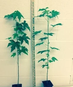 Sweetgum Tree Live Plant - Liquidambar styraciflua - 1 Quart Pot - Outdoor Shade Tree - Image 2