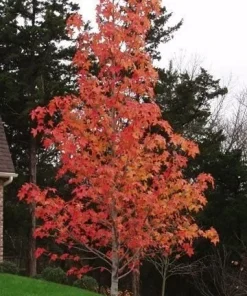 Sweetgum Tree Live Plant - Liquidambar styraciflua - 1 Quart Pot - Outdoor Shade Tree - Image 3