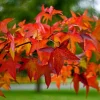Sweetgum Tree Live Plant - Liquidambar styraciflua - 1 Quart Pot - Outdoor Shade Tree - Image 1