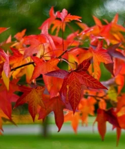 Sweetgum Tree Live Plant - Liquidambar styraciflua - 1 Quart Pot - Outdoor Shade Tree - Image 1