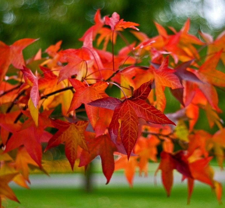 Sweetgum Tree Live Plant - Liquidambar styraciflua - 1 Quart Pot - Outdoor Shade Tree - Image 1