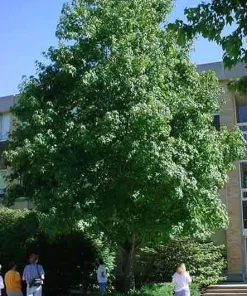 Sweetgum Tree Live Plant - Liquidambar styraciflua - 1 Quart Pot - Outdoor Shade Tree - Image 4