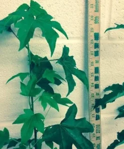 Sweetgum Tree Live Plant - Liquidambar styraciflua - 1 Quart Pot - Outdoor Shade Tree - Image 5