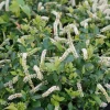 Sweetspire Scentlandia Live Plant – Itea – 4 inch Pot – Fragrant White Flowers - Image 1