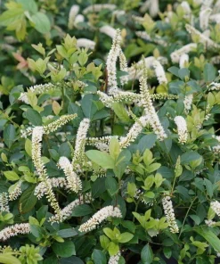 Sweetspire Scentlandia Live Plant – Itea – 4 inch Pot – Fragrant White Flowers - Image 1