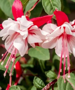 Swingtime Fuchsia Live Plant – 5" Pot – Red & White Blooms – Attracts Hummingbirds – Outdoor Shrub - Image 2
