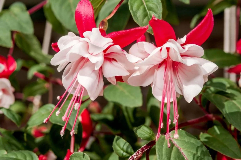 Swingtime Fuchsia Live Plant – 5" Pot – Red & White Blooms – Attracts Hummingbirds – Outdoor Shrub - Image 2