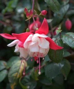 Swingtime Fuchsia Live Plant – 5