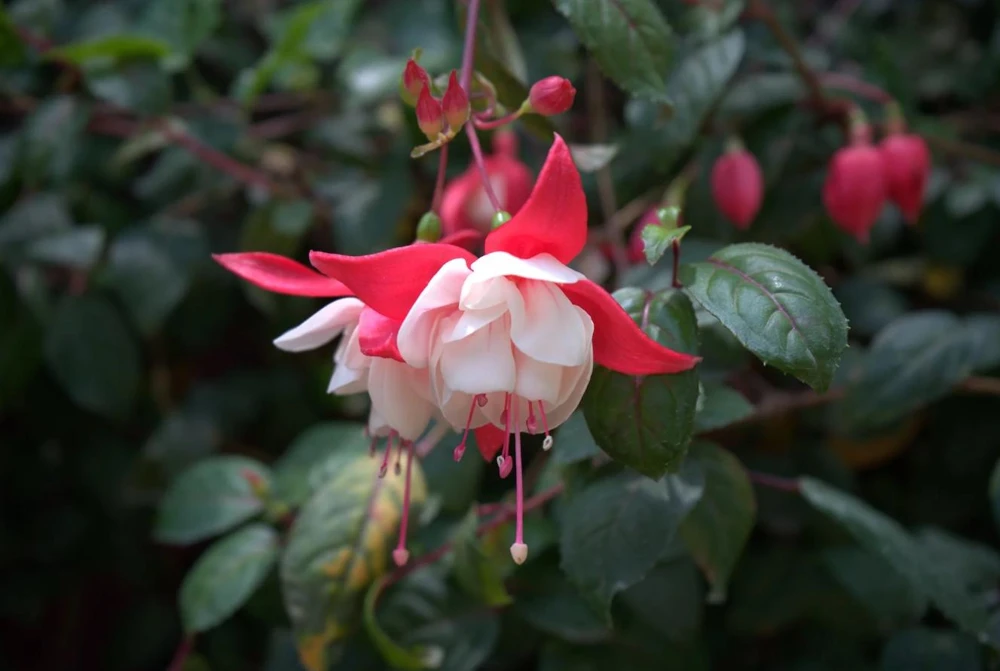 Swingtime Fuchsia Live Plant – 5" Pot – Red & White Blooms – Attracts Hummingbirds – Outdoor Shrub - Image 3