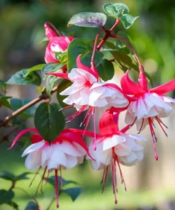 Swingtime Fuchsia Live Plant – 5