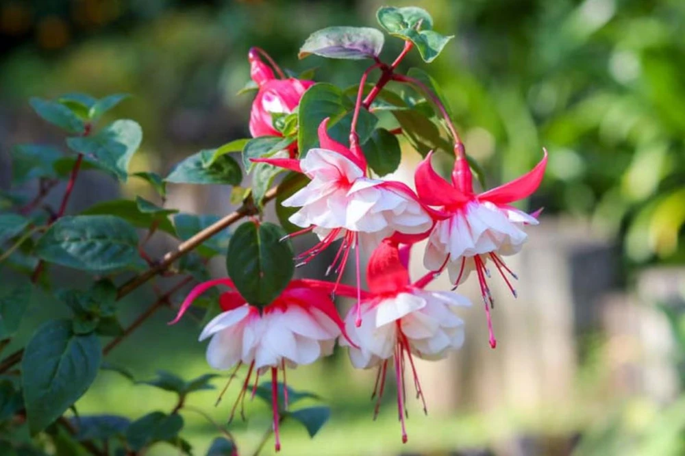 Swingtime Fuchsia Live Plant – 5" Pot – Red & White Blooms – Attracts Hummingbirds – Outdoor Shrub - Image 4