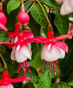 Swingtime Fuchsia Live Plant – 5