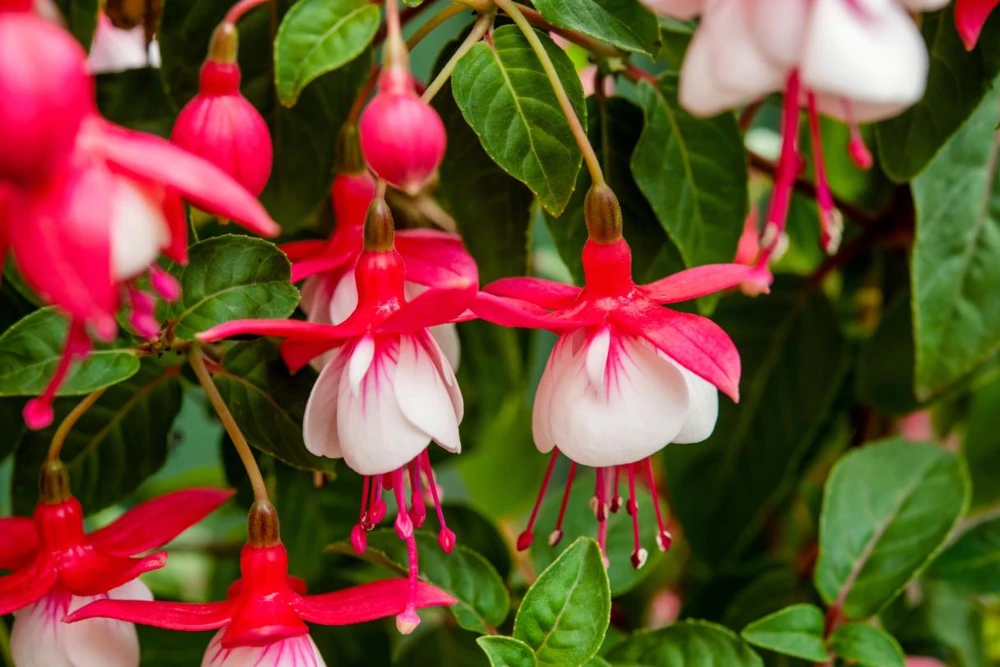 Swingtime Fuchsia Live Plant – 5" Pot – Red & White Blooms – Attracts Hummingbirds – Outdoor Shrub - Image 5