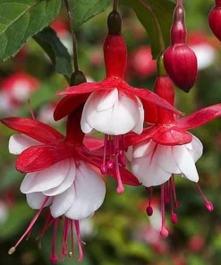 Swingtime Fuchsia Live Plant – 5