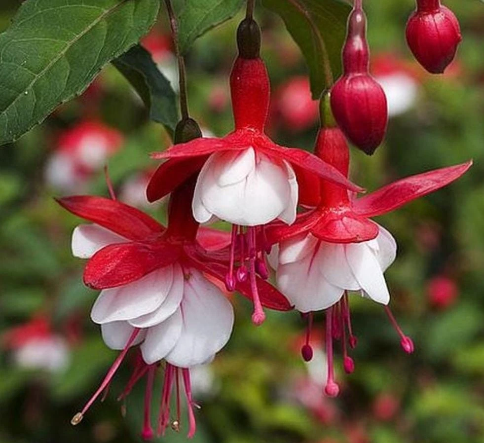 Swingtime Fuchsia Live Plant – 5" Pot – Red & White Blooms – Attracts Hummingbirds – Outdoor Shrub - Image 6