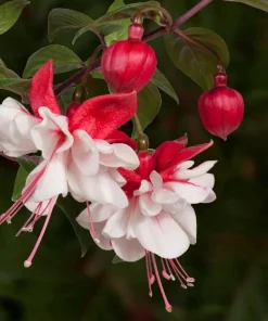 Swingtime Fuchsia Live Plant – 5