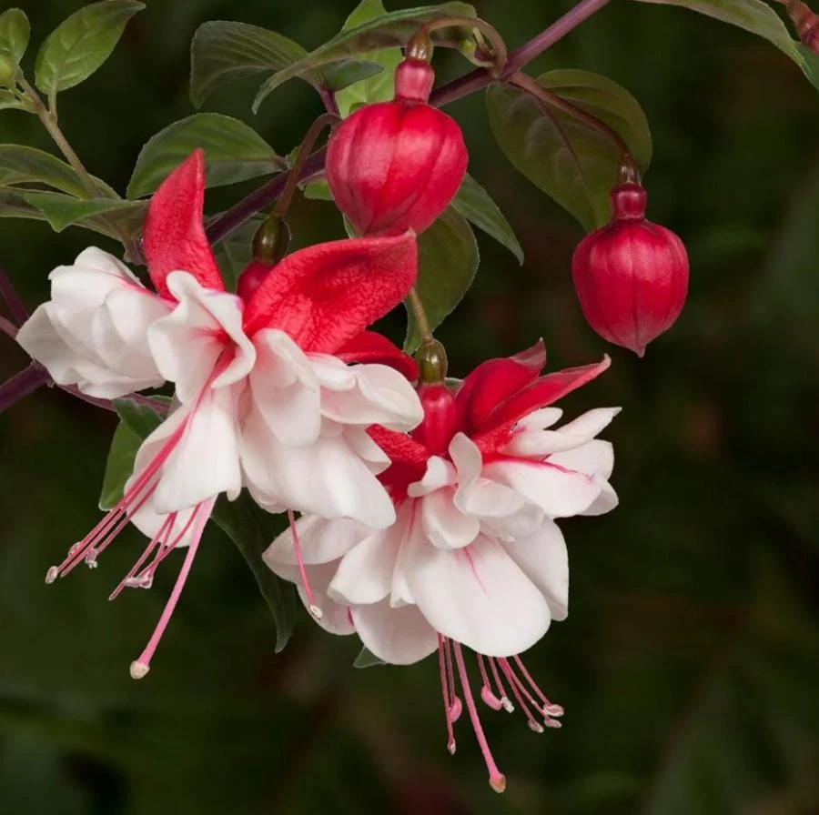 Swingtime Fuchsia Live Plant – 5" Pot – Red & White Blooms – Attracts Hummingbirds – Outdoor Shrub - Image 1