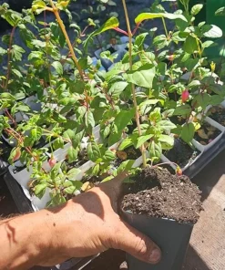 Swingtime Fuchsia Live Plant – 5