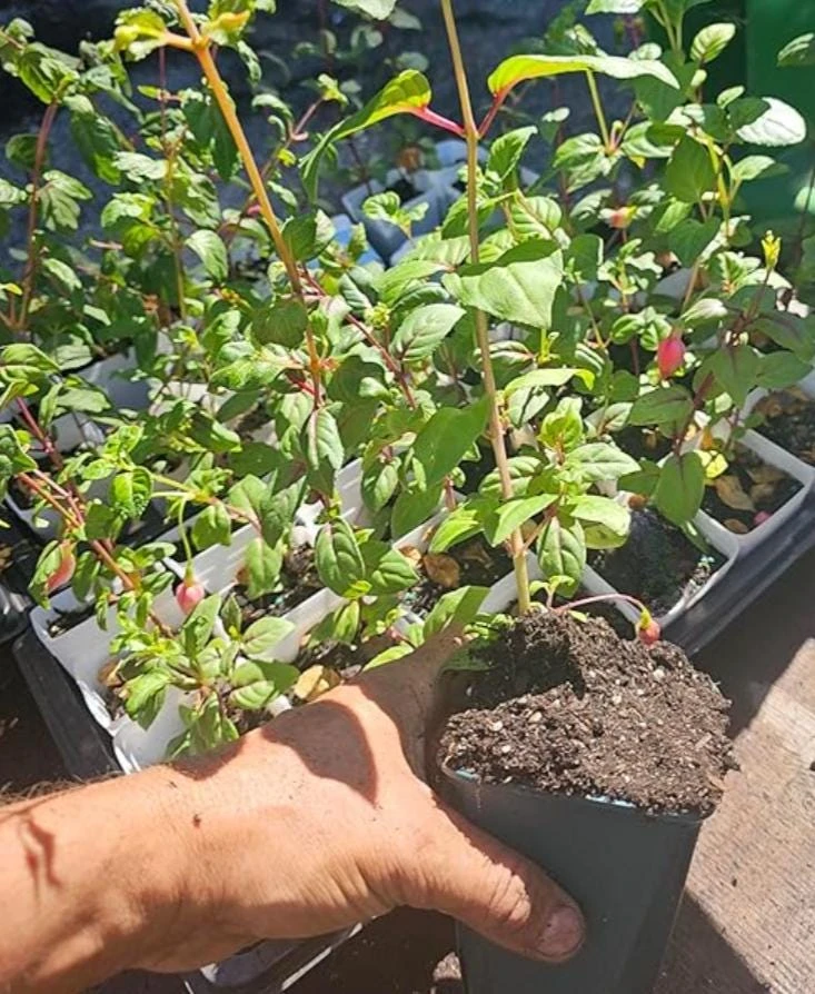 Swingtime Fuchsia Live Plant – 5" Pot – Red & White Blooms – Attracts Hummingbirds – Outdoor Shrub - Image 7
