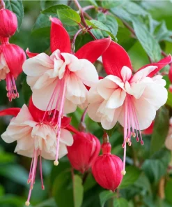 Swingtime Fuchsia Live Plant - Red & White Flowers, 4-6 inch Tall, 6 Inch Pot, Outdoor - Image 3