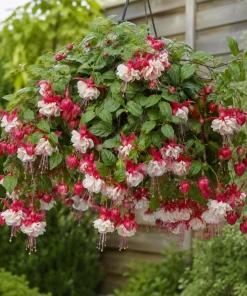 Swingtime Fuchsia Live Plant - Red & White Flowers, 4-6 inch, 5 Inch Pot - Image 4