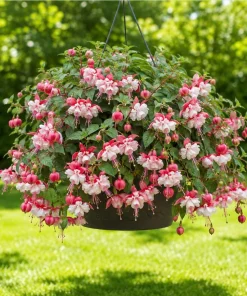 Swingtime Fuchsia Live Plant - Red & White Flowers, 4-6 inch Tall, 6 Inch Pot, Outdoor - Image 4
