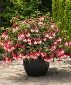 Swingtime Fuchsia Live Plant - Red & White Flowers, 4-6 inch Tall, 6 Inch Pot, Outdoor - Image 6