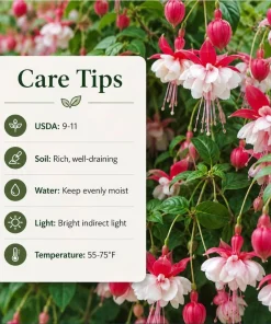 Swingtime Fuchsia Live Plant - Red & White Flowers, 4-6 inch Tall, 6 Inch Pot, Outdoor - Image 7