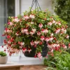 Swingtime Fuchsia Live Plant - Red & White Flowers, 4-6 inch Tall, 6 Inch Pot, Outdoor - Image 1