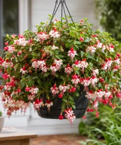 Swingtime Fuchsia Live Plant - Red & White Flowers, 4-6 inch Tall, 6 Inch Pot, Outdoor - Image 1