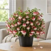 Swingtime Fuchsia Live Plant - Red & White Flowers, 4-6 inch, 5 Inch Pot - Image 1