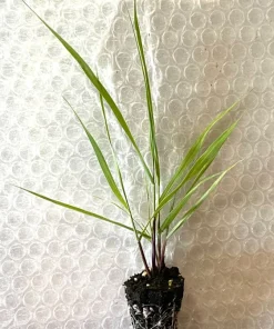 Switch Grass Live Plant – Starter Plugs – Native Grasses – 10-Pack Seedlings - Image 2