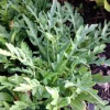 Sylvetta Arugula Seeds - 100 Count - Italian Rustic - Peppery Flavor - Image 1