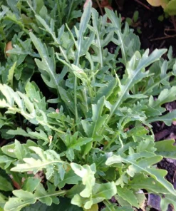 Sylvetta Arugula Seeds - 100 Count - Italian Rustic - Peppery Flavor - Image 1