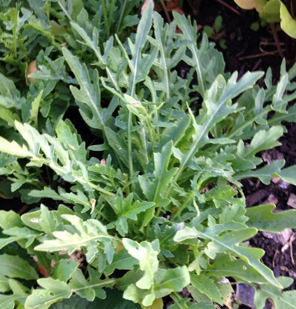 Sylvetta Arugula Seeds - 100 Count - Italian Rustic - Peppery Flavor - Image 1