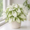 Syngonium Holly M Live Plant - Variegated Arrowhead Plant in 4 Inch Pot - Image 1