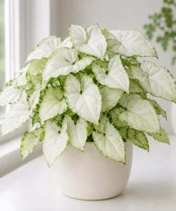 Syngonium Holly M Live Plant - Variegated Arrowhead Plant in 4 Inch Pot - Image 1