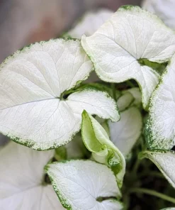 Syngonium Holly M Live Plant - Variegated Arrowhead Plant in 4 Inch Pot - Image 10